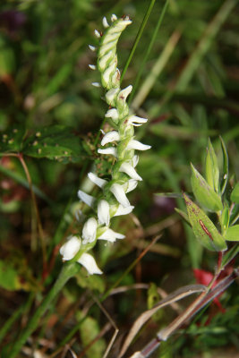 Spiranthes odorata- Marsh Lady's Tresses