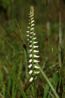 Spiranthes odorata- Marsh Lady's Tresses