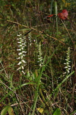 Spiranthes odorata- Marsh Lady's Tresses