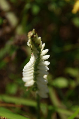 Spiranthes odorata- Marsh Lady's Tresses