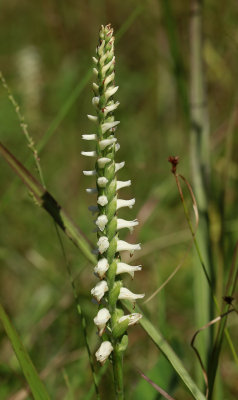 Spiranthes odorata- Marsh Lady's Tresses