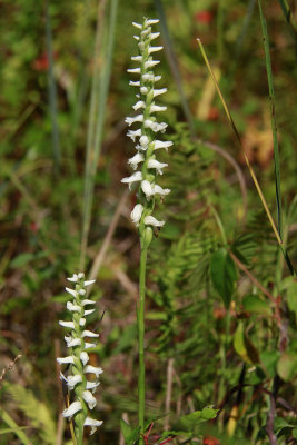 Spiranthes odorata- Marsh Lady's Tresses