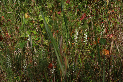 Spiranthes odorata- Marsh Lady's Tresses