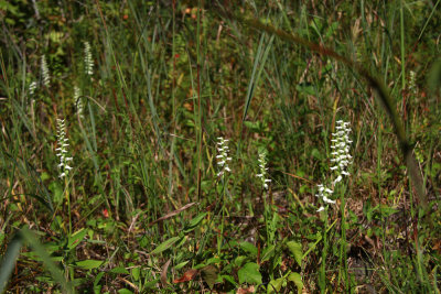 Spiranthes odorata- Marsh Lady's Tresses