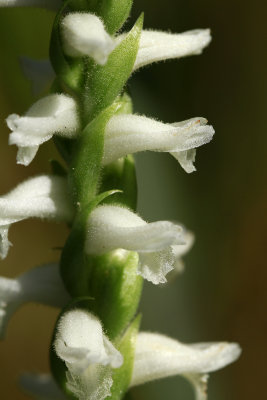 Spiranthes odorata- Marsh Lady's Tresses