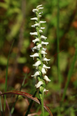Spiranthes odorata- Marsh Lady's Tresses