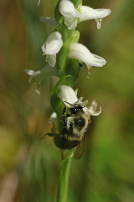 Spiranthes odorata- Marsh Lady's Tresses
