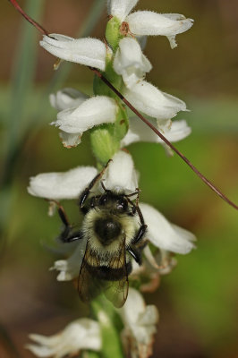 Spiranthes odorata- Marsh Lady's Tresses