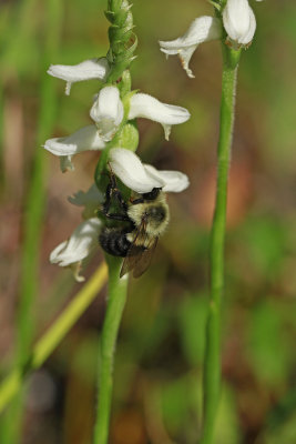 Spiranthes odorata- Marsh Lady's Tresses