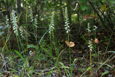 Spiranthes odorata- Marsh Lady's Tresses