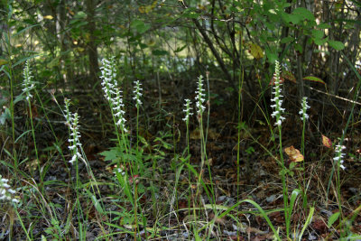 Spiranthes odorata- Marsh Lady's Tresses