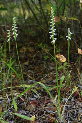 Spiranthes odorata- Marsh Lady's Tresses