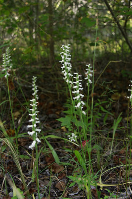 Spiranthes odorata- Marsh Lady's Tresses
