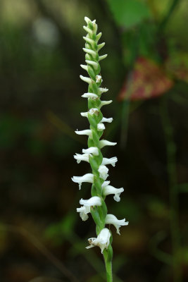 Spiranthes odorata- Marsh Lady's Tresses