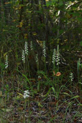 Spiranthes odorata- Marsh Lady's Tresses