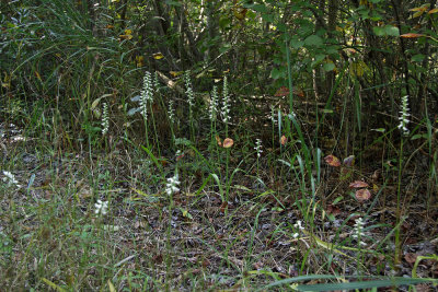 Spiranthes odorata- Marsh Lady's Tresses