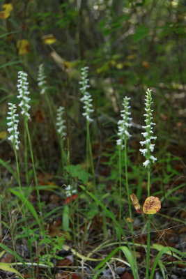 Spiranthes odorata- Marsh Lady's Tresses
