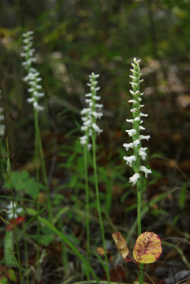 Spiranthes odorata- Marsh Lady's Tresses