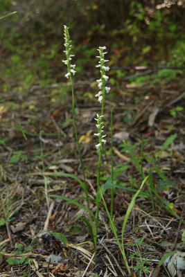 Spiranthes odorata- Marsh Lady's Tresses