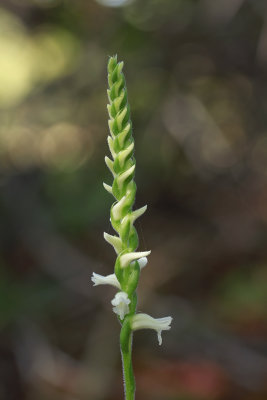 Spiranthes odorata- Marsh Lady's Tresses