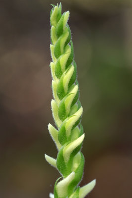 Spiranthes odorata- Marsh Lady's Tresses