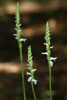 Spiranthes odorata- Marsh Lady's Tresses