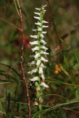 Spiranthes odorata- Marsh Lady's Tresses