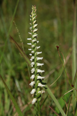 Spiranthes odorata- Marsh Lady's Tresses