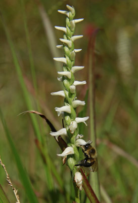 Spiranthes odorata- Marsh Lady's Tresses