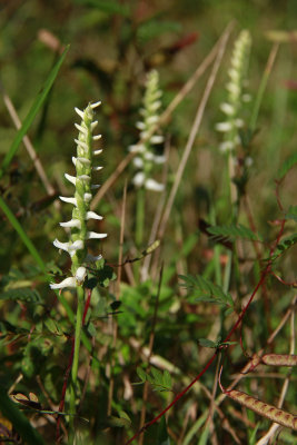 Spiranthes odorata- Marsh Lady's Tresses