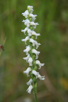 Spiranthes cernua- Nodding Lady's Tresses