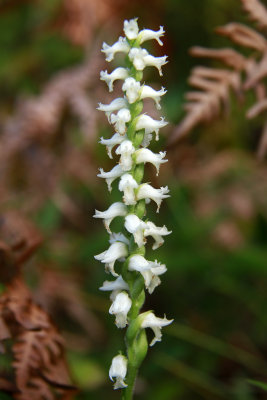 Spiranthes cernua- Nodding Lady's Tresses