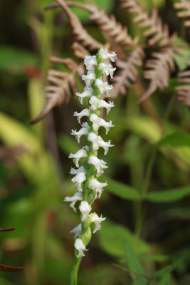 Spiranthes cernua- Nodding Lady's Tresses