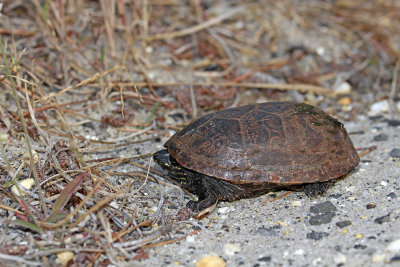 Eastern Mud Turtle