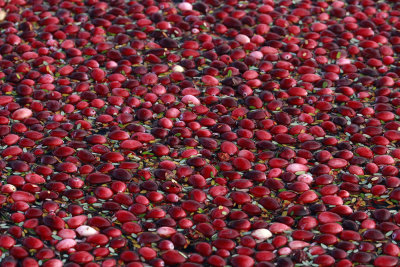 Cranberry harvest