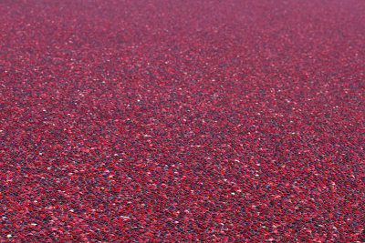 Cranberry harvest