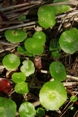 Hydrocotyle verticillata- Whorled Marsh Pennywort