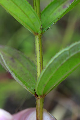 Rhexia sp...to be determined
