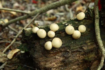 _MG_5009.jpg