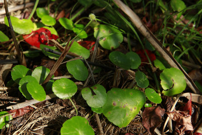Hydrocotyle verticillata- Whorled Marsh Pennywort