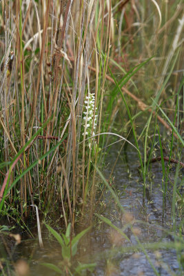 Spiranthes odorata- Marsh Lady's Tresses