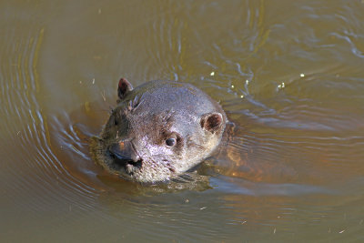 River Otter!