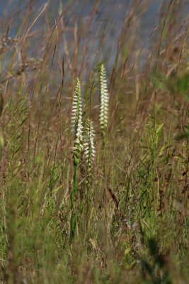 Spiranthes odorata- Marsh Lady's Tresses