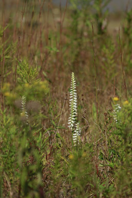 Spiranthes odorata- Marsh Lady's Tresses