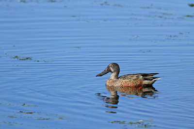 Northern Shoveler