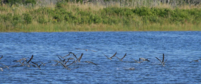 Black Skimmers