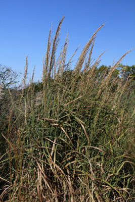 Panicum amarum- Coast Switchgrass