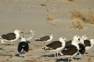 Lesser Black-backed Gull and GBBG (with a cigar in his mouth)