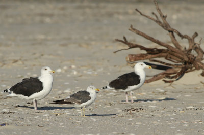 Lesser Black-backed Gull and GBBGs