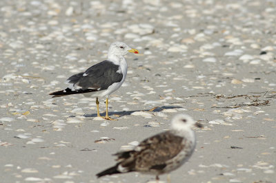 Lesser Black-backed Gulls